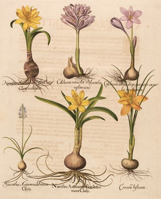 Lot 171 - Besler (Basilius). Narcissus Autumnalis flore luteo major Clusii [1613 - 1713]