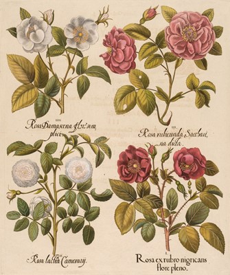 Lot 174 - Besler (Basilius). Rosa ex rubro nigricans flore plen, Nuremberg: [1613 - 1713]
