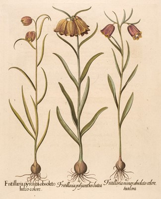 Lot 170 - Besler (Basilius). Fritillaria polyanthos lutea, Nuremberg: [1613 - 1713]
