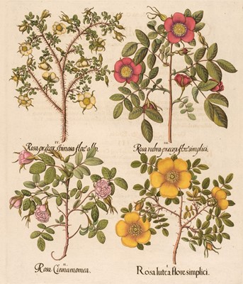 Lot 175 - Besler (Basilius). Rosa lute a flore simplici, Nuremberg: [1613 - 1713]