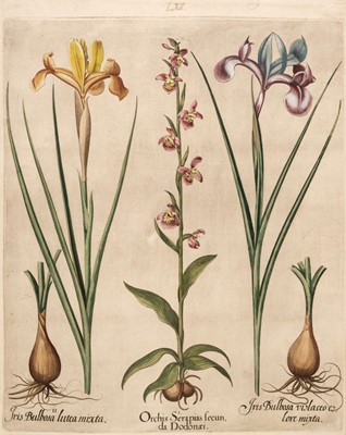 Lot 173 - Besler (Basilius). Orchis Serapias secunda Dodonaei, Nuremberg: [1613 - 1713]