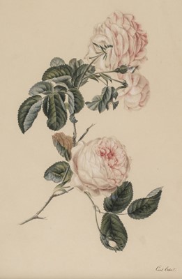 Lot 192 - Eder (Carl). Three Watercolours of Flowers, circa 1900