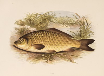 Lot 55 - Houghton (William). British Fresh-Water Fishes, 2 volumes, 1879