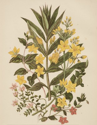 Lot 181 - Botany. A Collection of approximately 160 prints, late 19th & early 20th century