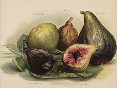 Lot 199 - Fruit. A Collection of approximately 110 prints, late 19th & early 20th century