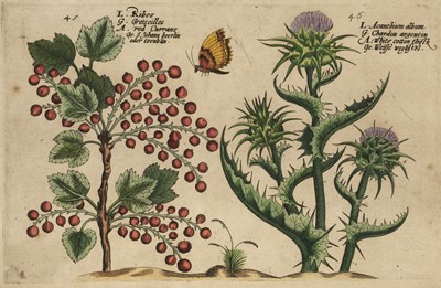Lot 221 - Passe (Crispijn de, 1564-1637). Hortus Floridus, four hand coloured engraved plates