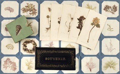 Lot 62 - Seaweed. A mid-19th-century collection of seaweed specimens, twenty three samples and others