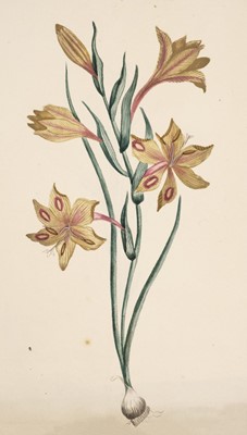 Lot 179 - Botanical watercolours. A group of 20 original botanical watercolours, circa 1820-25