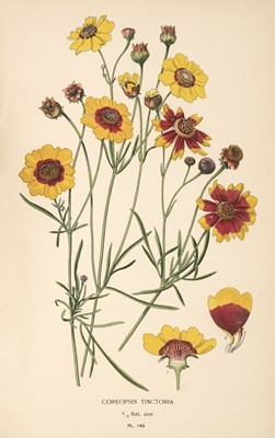 Lot 131 - Step (Edward). Favourite Flowers of Garden and Greenhouse, 4 volumes, London: Warne & Co., 1896-97