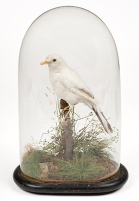 Lot 676 - Taxidermy. A Leucistic Blackbird, Terdus merula, early 20th-century