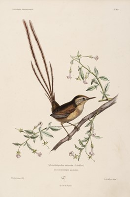 Lot 250 - Des Murs (Marc Oeillet). A collection of prints from Iconographie Ornithologique..., 1849