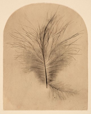 Lot 158 - Photogenic Drawing of a feather, c. 1850, 12 x 9.5 cm
