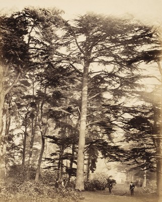 Lot 169 - Sinclair (James, 1821-1881), ‘Cedars at Maturity in Belvedere wood’, 1864, albumen print