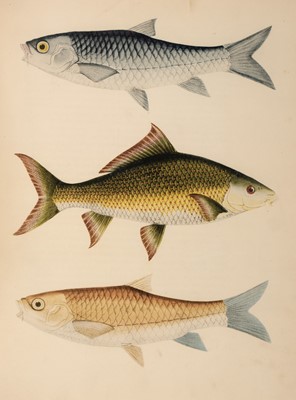 Lot 128 - Ogilvie-Grant (W. R. et al.). The Gun at Home and Abroad & Fishing at Home & Abroad