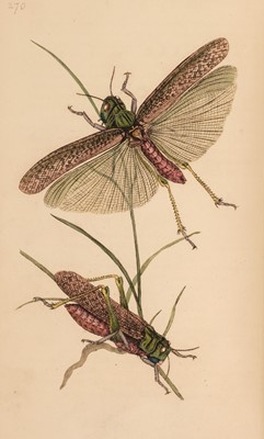 Lot 124 - Donovan (Edward). The Natural History of British Insects; 9 volumes (only, of 10), 1793-1813