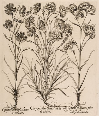 Lot 157 - Besler (Basilius). Caryophyllus plenus minia tocolore [1613-1713]