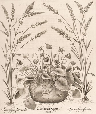 Lot 241 - Besler (Basilius). Cyclamen Romanum [1613 - 1713]