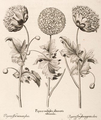 Lot 243 - Besler (Basilius). Papaver multiplex albumoris rubicundis, Nuremberg: [1613 - 1713]