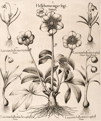 Lot 242 - Besler (Basilius). Helleborus niger legitimus, Nuremberg: [1613 - 1713]