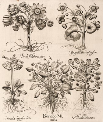 Lot 238 - Besler (Basilius). Borrago Minima, Nuremberg: [1613 - 1713]