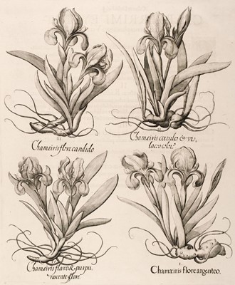 Lot 240 - Besler (Basilius). Chameiris flore candido, Nuremberg: [1613 - 1713]