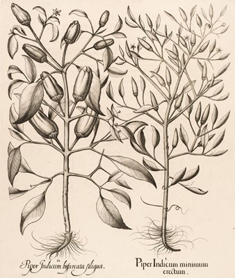 Lot 164 - Besler (Basilius). Piper Indicum mimimum erectum [1613-1713]