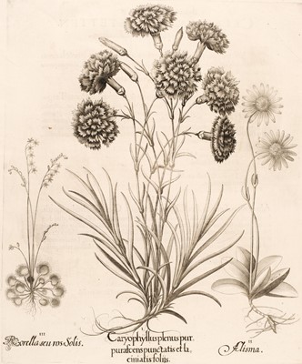 Lot 161 - Besler (Basilius). Caryophyllus plenus purpurascens punctatis et la ciniatis foliis, [1613-1713]