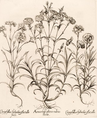 Lot 155 - Besler (Basilius). Armerius pleno rubro flore [1613-1713]