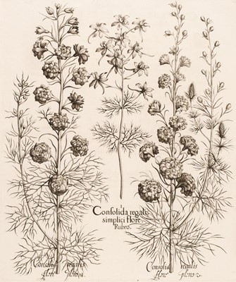 Lot 158 - Besler (Basilius). Consolida regalis simplici flore rubro [1613-1713]