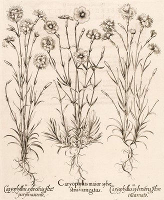 Lot 156 - Besler (Basilius). Caryophyllus maior sylvestris variegatus [1613-1713]