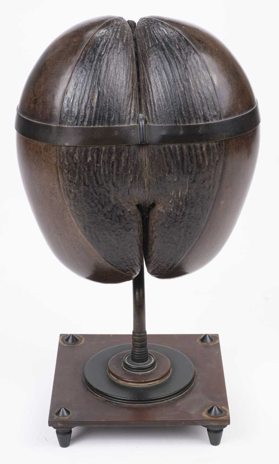 Lot 24 - Seychelles. A complete Coco de Mer seed (Lodoicea maldivica), converted to a box