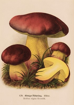 Lot 173 - Funghi. A Collection of approximately 130 prints, late 19th & early 20th century