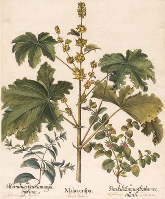 Lot 163 - Besler (Basilius). Malua crispa, Nuremberg, [1613-1713]