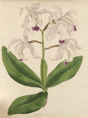 Lot 95 - Paxton (Joseph). Paxton's Magazine of Botany, and Register of Flowering Plants, volumes I-VI, 1834-1839