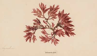 Lot 90 - Marine Algae. An album of pressed seaweed specimens, [English] late 19th century