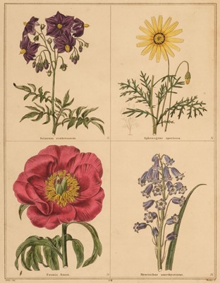 Lot 92 - Maund (Benjamin). The Botanic Garden, 8 volumes, London: Simpkin & Marshall, 1830's