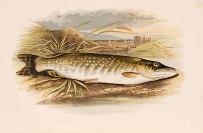 Lot 87 - Houghton (William). British Fresh-Water Fishes, 2 volumes, 1879