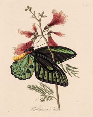 Lot 82 - Donovan (Edward). Natural History of the Insects of India..., 1842