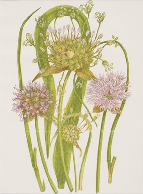 Lot 165 - Botany. A Collection of approximately 140 prints, late 19th & early 20th century