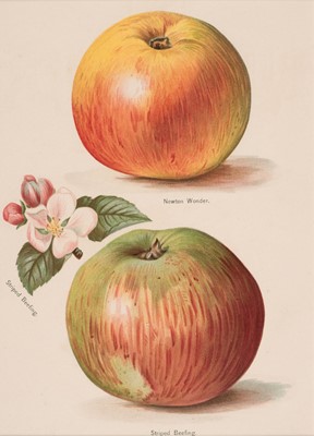 Lot 182 - Fruit. A collection of approximately 120 prints, late 19th & early 20th century