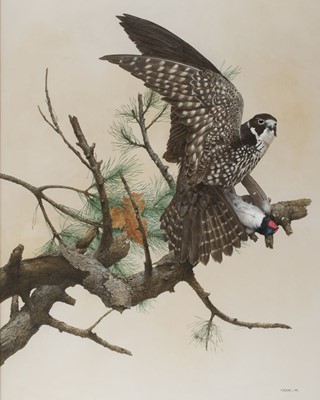 Lot 196 - Pledge (Maurice J., 1955-). Young Hobby with Dead Swallow, 1982, watercolour