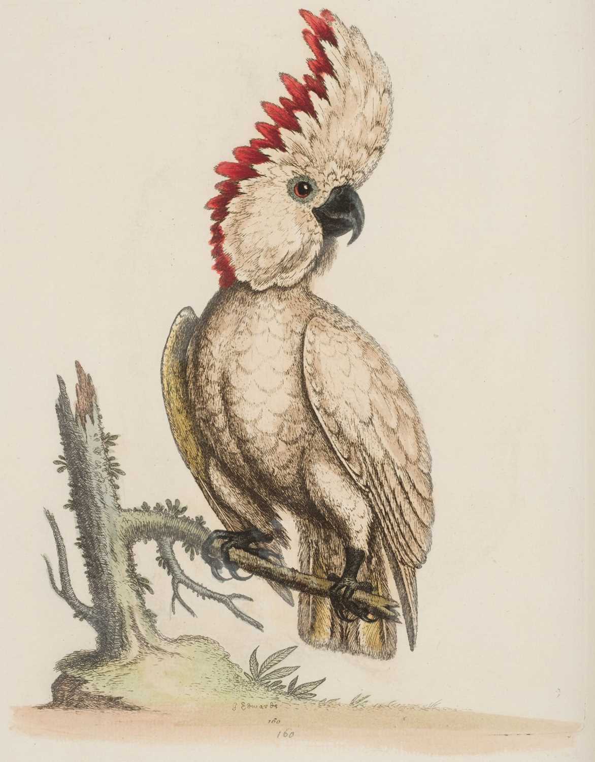 Lot 50 - Edwards (George). A Natural History of Uncommon Birds..., volumes 3 & 4 (only) 1750-51