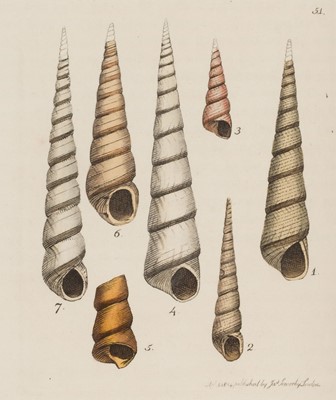Lot 74 - Sowerby (James). The Mineral Conchology of Great Britain, 6 volumes, 1812-29