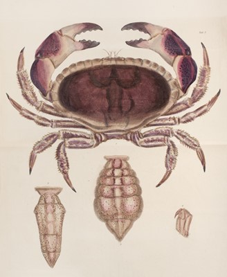 Lot 60 - Leach (William Elford). Malacostraca Podophthalmata Britanniae, 1st edition, 1815-20