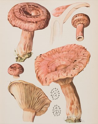 Lot 263 - Funghi. A Collection of approximately 130 prints, late 19th & early 20th century