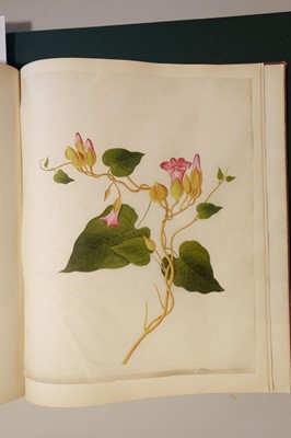 Lot 1 - Chinese Export School. An album of 25 fine large botanical studies in watercolour, circa 1830-40