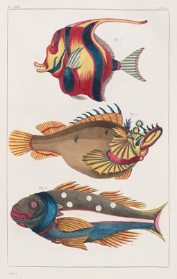 Lot 86 - Buc'hoz (Pierre-Joseph). Premiere [seconde] Centurie des Plances Enluminees, 2 volumes, 1775-81