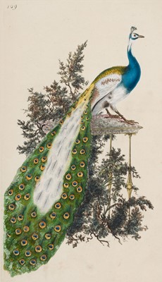 Lot 42 - Donovan (Edward). The Natural History of British Birds, 5 volumes, 1799