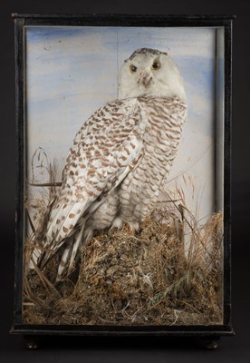 Lot 427 - Taxidermy. Snowy owl circa 1920-30