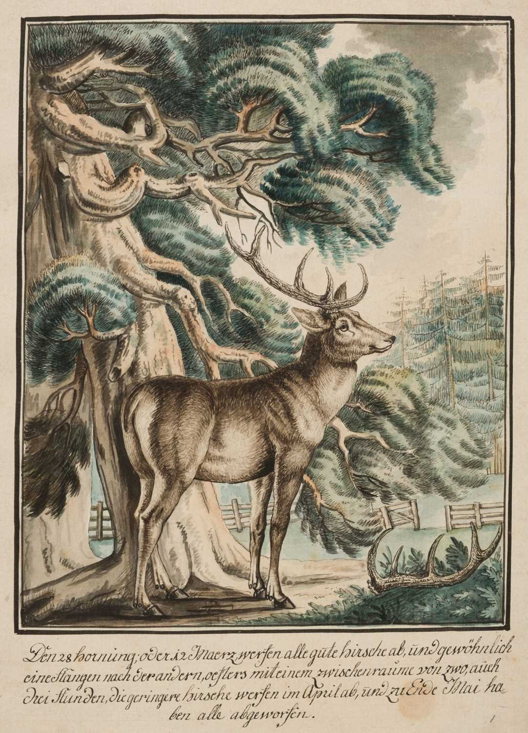 Lot 126 - Wintter (Joseph Georg, 1751-1789), 9 watercolours of Red Deer